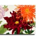 23 X 15 Inch__Sikhash