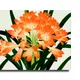 35 X 23 Inch__Sikhash