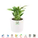 White Marble__POTS N PLANTERS