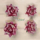 MAGENTA AND WHITE__SMILEBAZAR