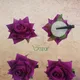 PURPLE__SMILEBAZAR