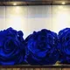 Blue__INDOAMOR