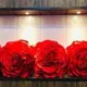 Red__INDOAMOR