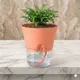 Peach__Agrasen Flower