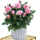 Pack of 1__LAVISH CRAFT