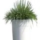 Pack of 1__LAVISH CRAFT