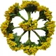 Yellow__ABDROZ