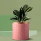 Pink Golden__Lasaki
