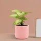 Pink__Lasaki