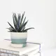 Pastel Blue__Lasaki