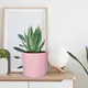 Pink__Lasaki