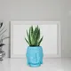 Aqua__Lasaki