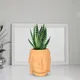 Saffron__Lasaki