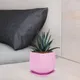 Purple__Lasaki