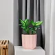 Pink__Lasaki