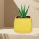Saffron__Lasaki