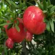 Green__TAPOBON