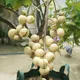 Green__TAPOBON