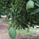 Green__TAPOBON