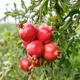 Green__TAPOBON