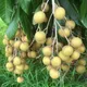 Green__TAPOBON