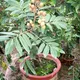 Green__TAPOBON