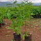 Green__TAPOBON