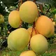 Green__TAPOBON
