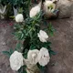 Green__TAPOBON