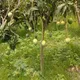 Green__TAPOBON