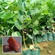 Green__TAPOBON