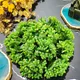 GREEN__Novelty Enterprises