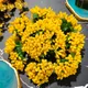 YELLOW__Novelty Enterprises
