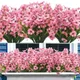 Pink__Novelty Enterprises