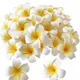 White__Novelty Enterprises