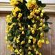 Yellow__Novelty Enterprises