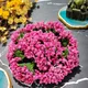 PINK__Novelty Enterprises