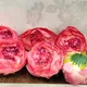 Dark Rani (Pack of 6pcs)__Novelty Enterprises