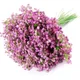 Purple__Novelty Enterprises