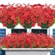 Red__Novelty Enterprises