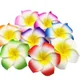 Multicolour__Novelty Enterprises