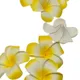 Yellow__Novelty Enterprises