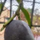 Green__urbageecha