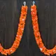 Orange__Gurram