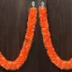 Orange__Gurram