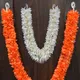 Orange__Gurram