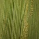 Light Green & Yellow