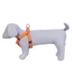 Orange__Petslike