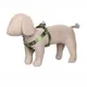 Olive Green__Petslike