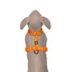 Orange__Petslike